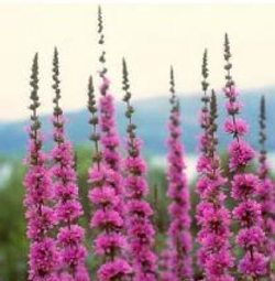 Дербенник (Lythrum) salicaria Rosy Gem