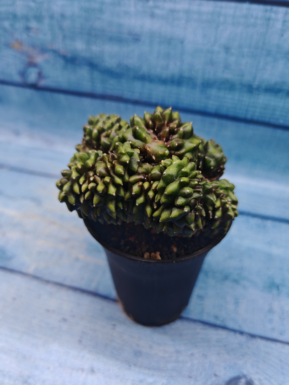 Gymnocalycium Spineless Crested form (Гимнокалициум Кристатный)