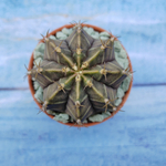 Gymnocalycium Friedrichii (Гимнокалициум)