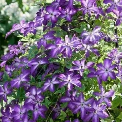 Клематис фиолетовый Найт Виэль Закупка М33 апрель 2026