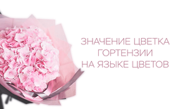 Значение цветка гортензии на языке цветов
