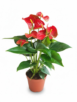 Антуриум Red Spots д.15