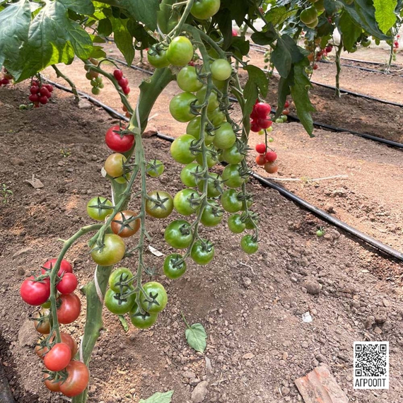 Рознари F1 семена томата индетерминантного (Rijk Zwaan / Райк Цваан) культура – фото 5