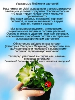 Петуния Фисташковый крем