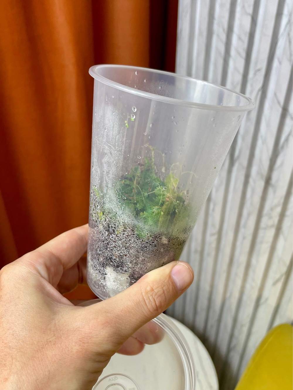 Селагинелла Унциата Блю Бьюти, D8см Н20см, 1шт, Urban Jungle