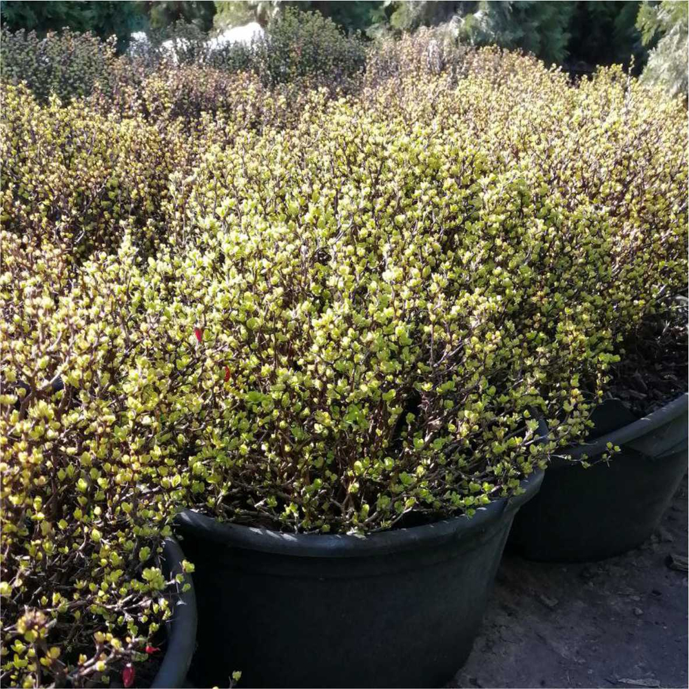 Барбарис Тунберга Тини Голд С15 20-25