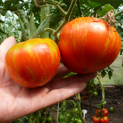 Помидоры Solar Flare – Вспышка На Солнце