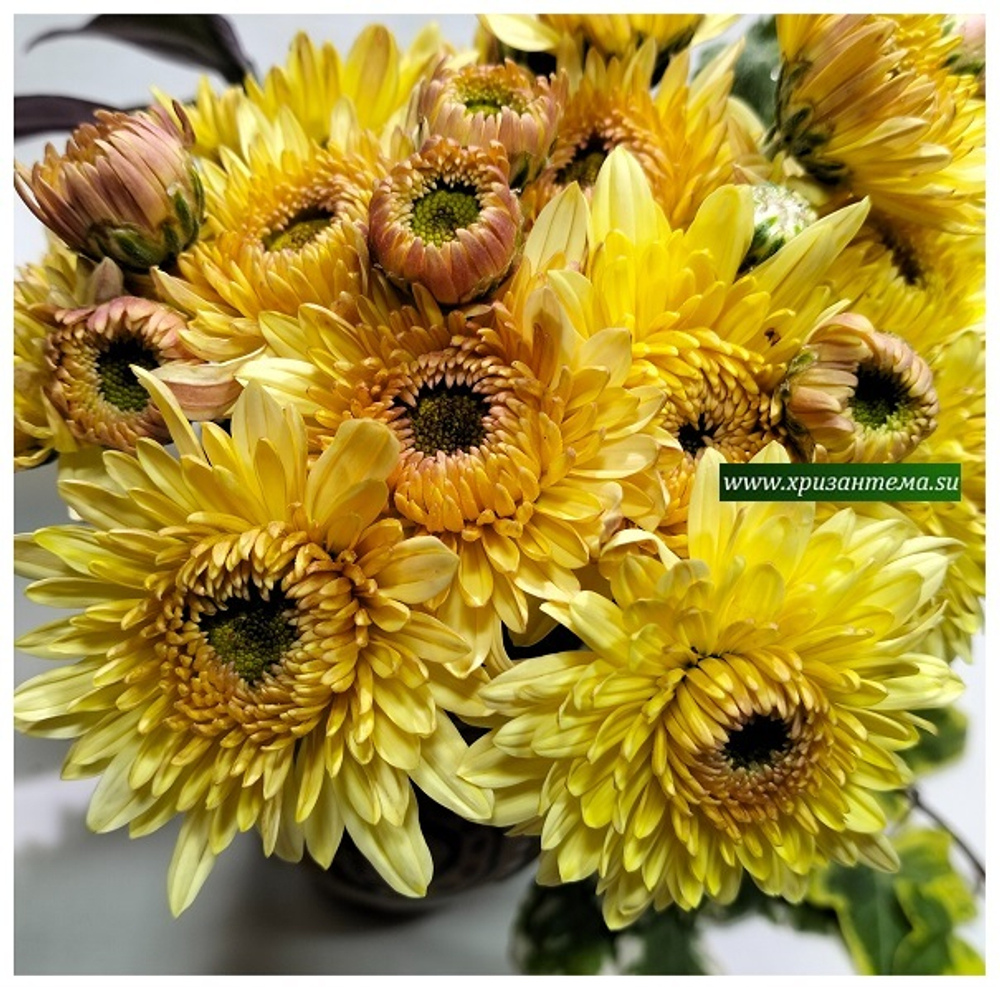 кустовые желтые в палисаднике