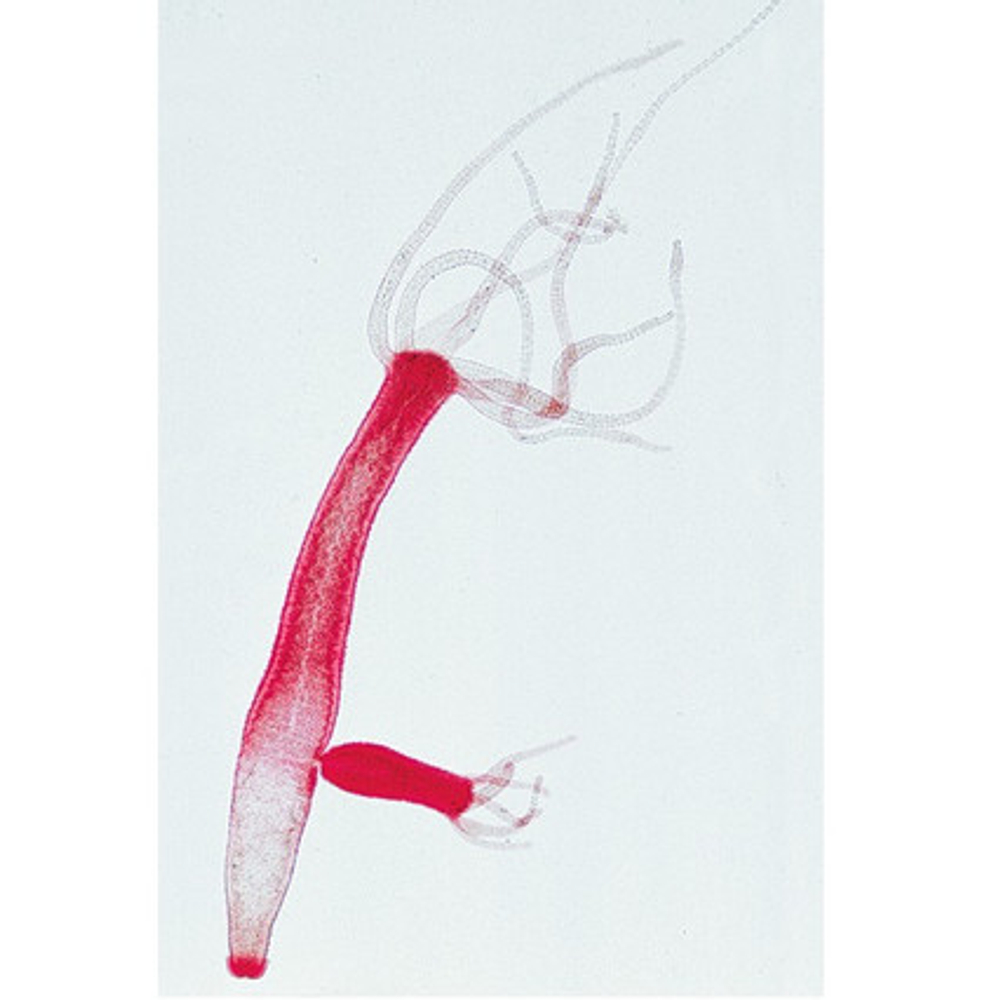 "Изучение биологических микрообъектов" Комплект лабораторного оборудования.