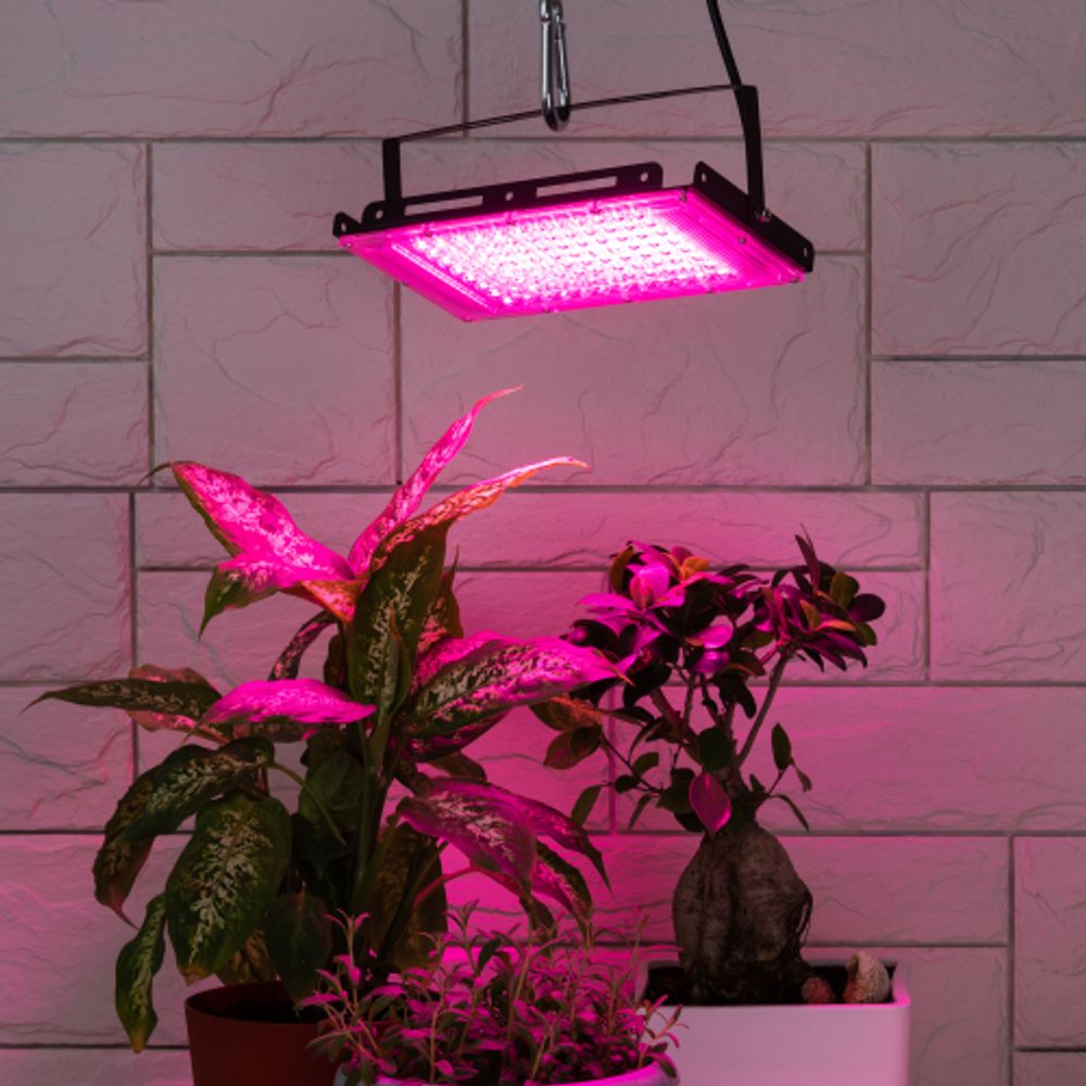 Фитопрожектор для растений светодиодный ЭРА FITO-80W-RB-LED-Y красно-синего спектра | Фито прожекторы