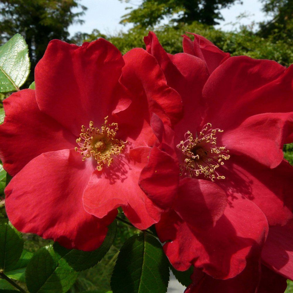 Робуста (Robusta)