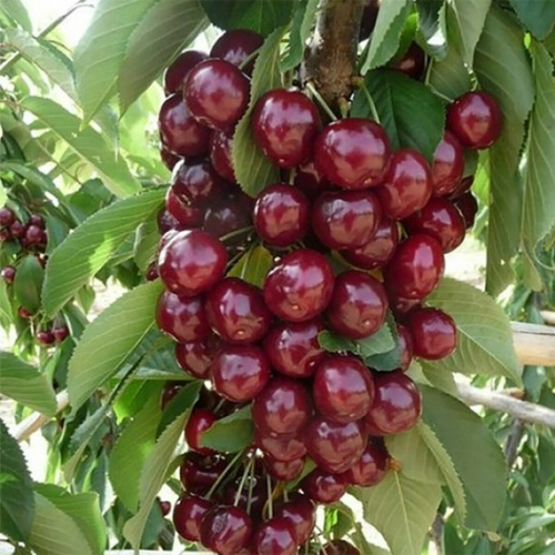 Восторг (Колоновидная)