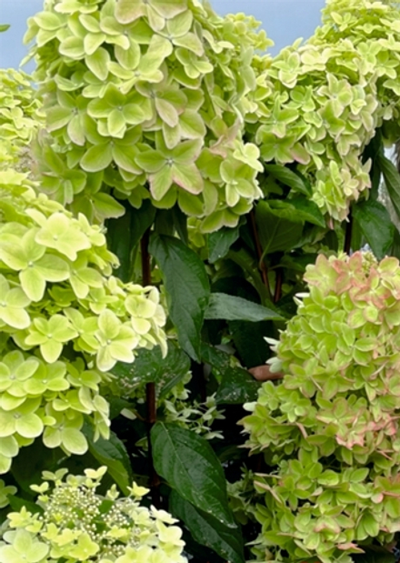 "Металлика" (Metallica) Метельчатая Гортензия Р9