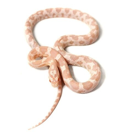 Полоз маисовый Snow, самец