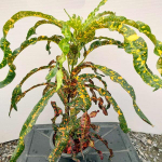 Кротон QUEEN OF SIAM