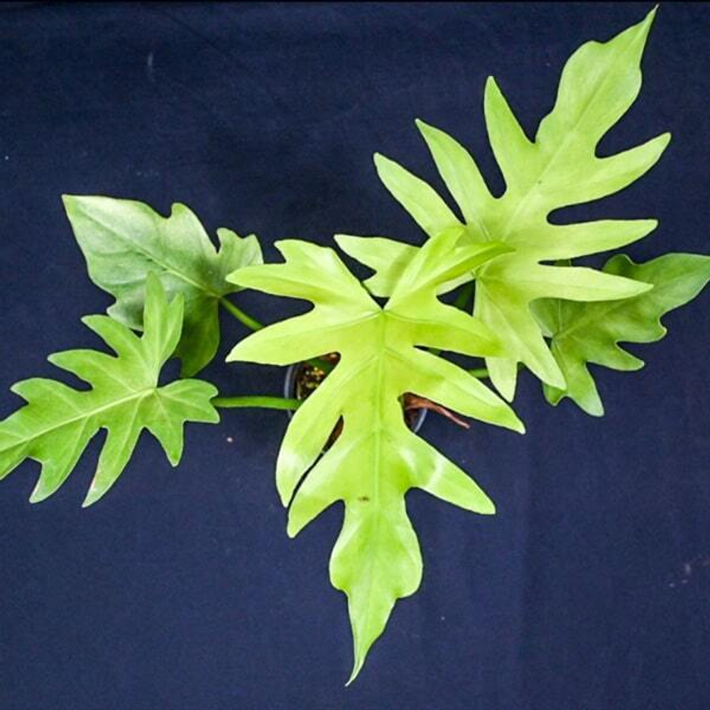 Филодендрон RADIATUM VAR N2 MINT