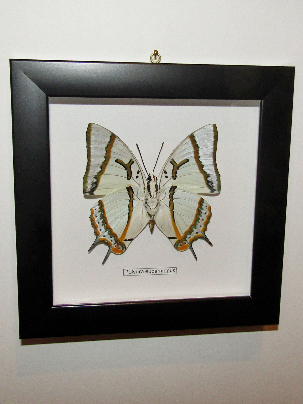 Бабочка Polyura eudamippus в рамке