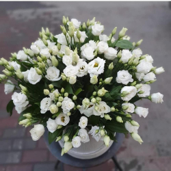 Коробка с лизиантусом