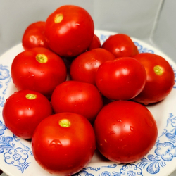 Помидоры Верблюжёнок Трудяга - Camel Hardworker Tomato