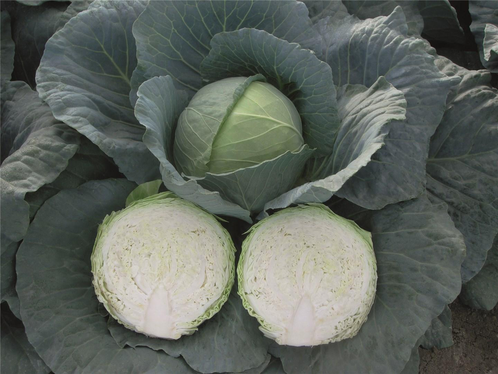 Артост F1 семена капусты белокочанной (Bejo / Бейо)