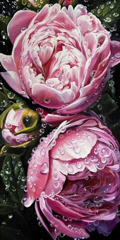 Пионы под дождём