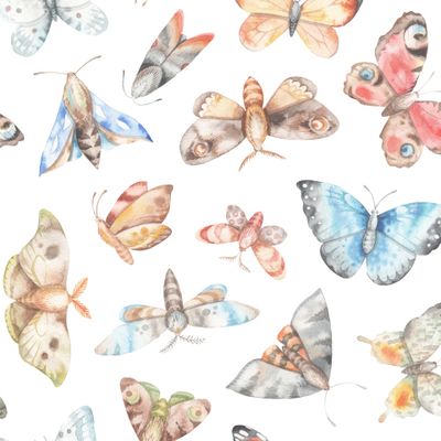 бабочки акварель