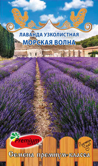 Лаванда узколистная МОРСКАЯ ВОЛНА