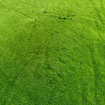 Мох искусственный "Ковровый" дизайн 1, ширина 1,5м, рулон 10м