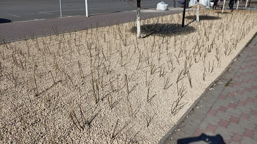 Крошка декоративный щебень Ракушняк /тонна
