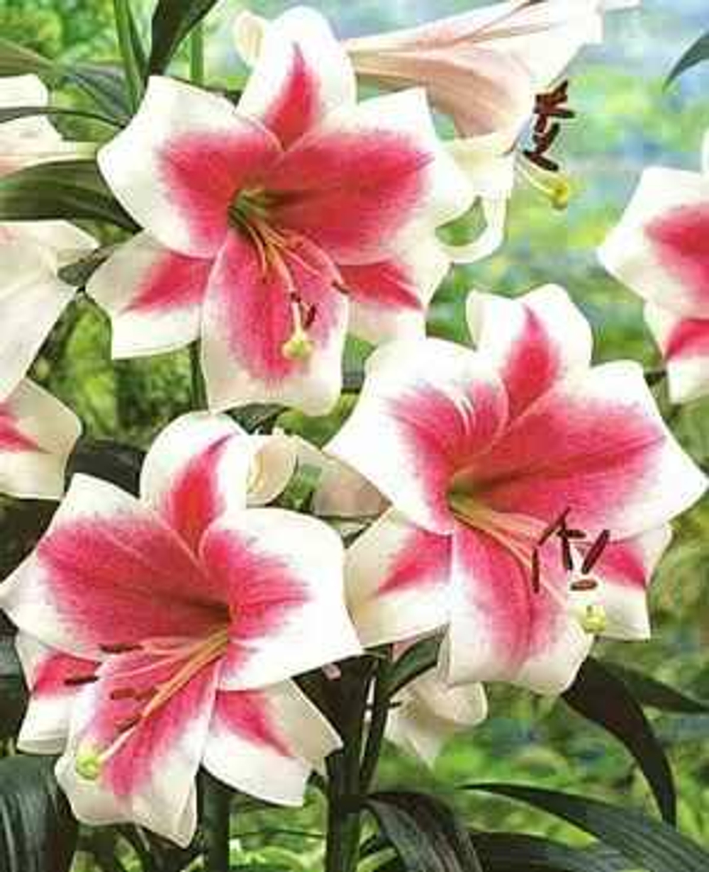 Лилия Триумфатор (5 шт) Волжский Сад