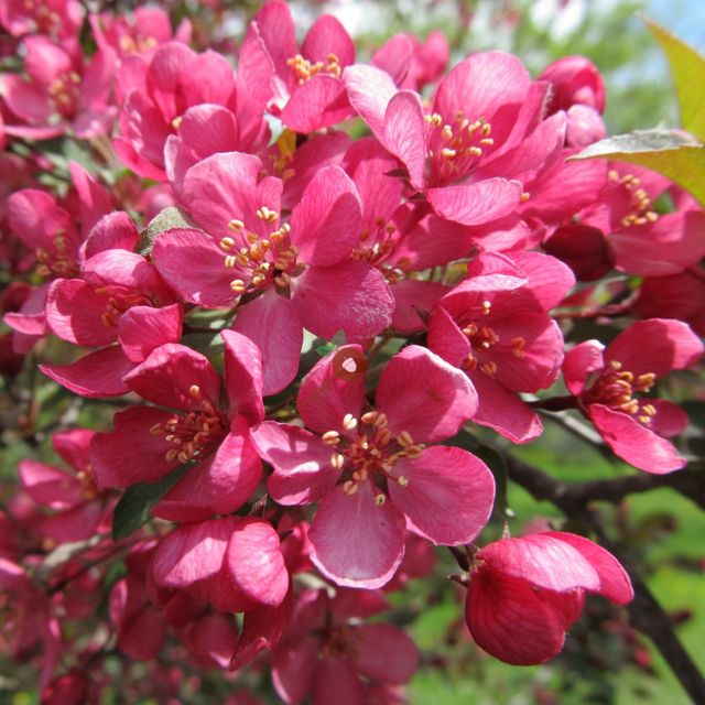 Яблоня декоративная