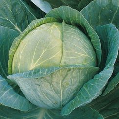 МЕГАТОН F1 семена капусты белокочанной (Bejo | Alexagro)