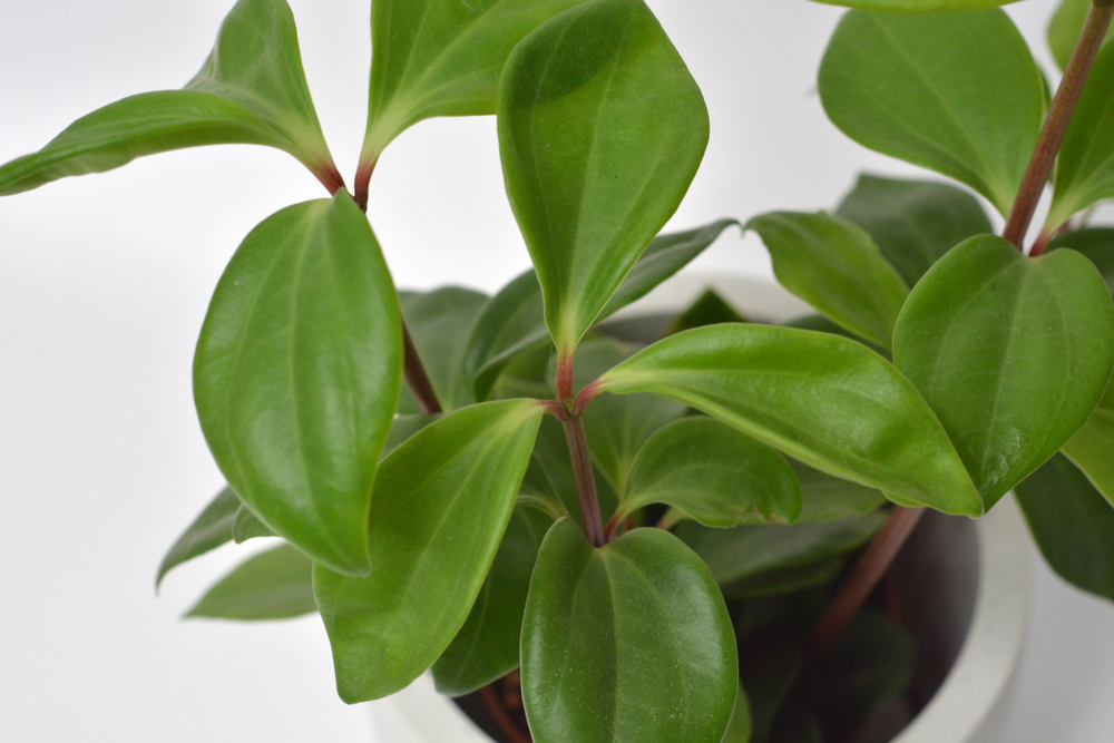 Пеперомия Перескиелистная / Peperomia Pereskiifolia