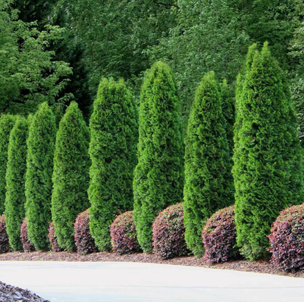 Туя Пирамидалис Компакта (Thuja occidentalis Pyramidalis Compacta) р9 август 2026 г