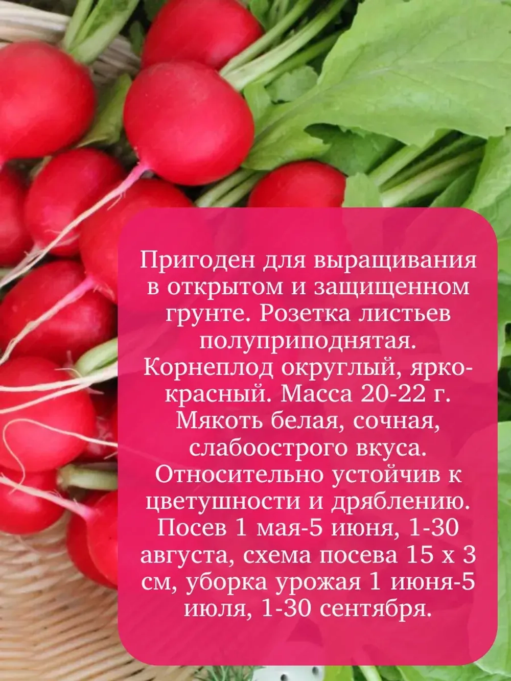 Семена Редиса "Сакса РС" 10 гр