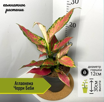 Аглаонема Черри Беби, D12см Н30см, 1шт, Нидерланды