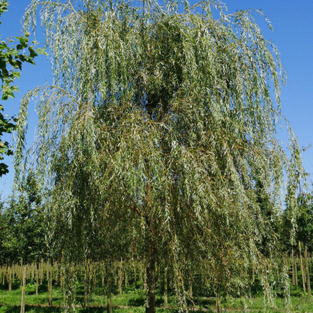 Ива золотистоволосистая Хрисокома С30 200-250