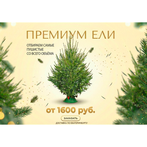 Ели Пермские