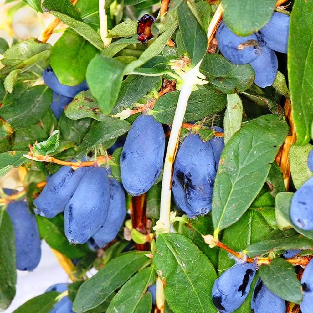 Жимолость Бореал Близзард