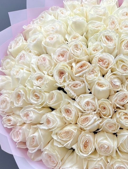 101 пионовидная роза с запахом (Вайт охара премиум)