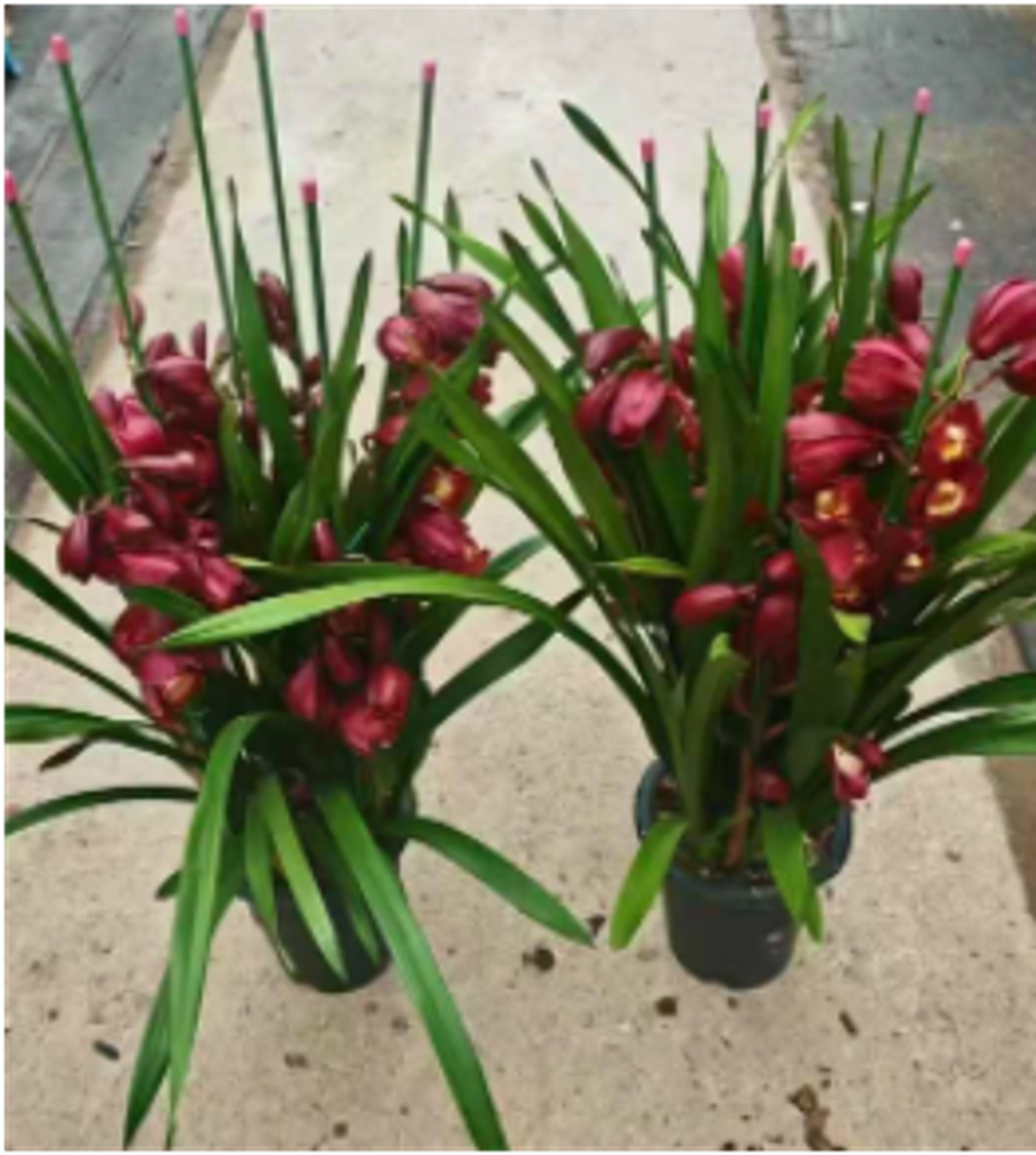 Цимбидиум красный д. 18