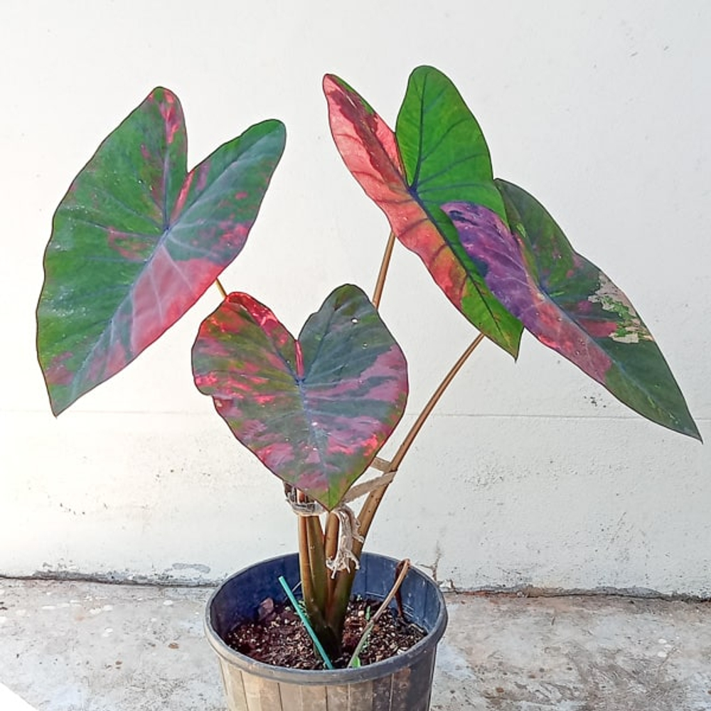 Колоказия PINK LOTUS