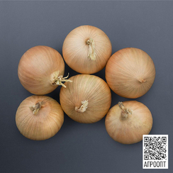 Бриджер F1 семена лука репчатого (Bejo / Бейо)