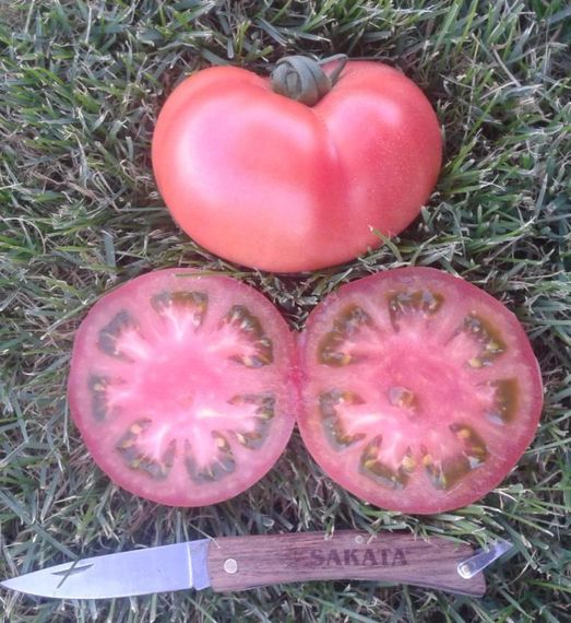 ПИНК ПАРАДАЙЗ F1 семена томата (Sakata | Alexagro)
