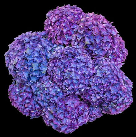 Вокс Херо Блю (Vox Hero Blue) НОВИНКА р14 Европа весна 2026 г.