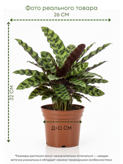 Калатея Leopard Pattern д.11