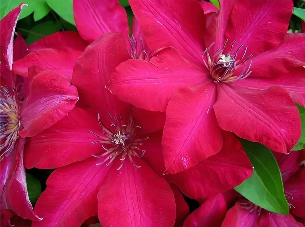 Клематис Solidarnosc (Солидарность) Стандарт поставки Р9