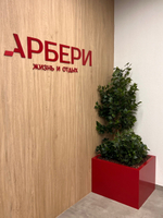 Фикус Бенджамина Новый 180 см.