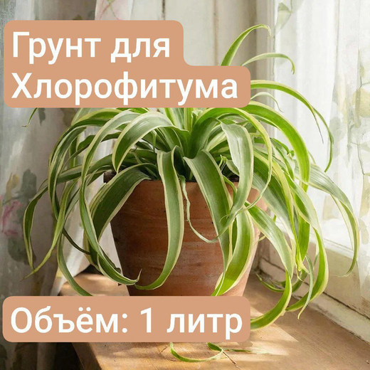 Авторский грунт для Хлорофитума, 1 литр