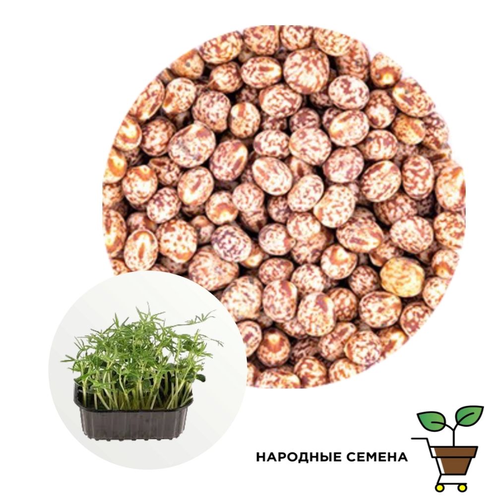 Люпин семена